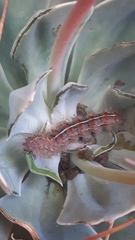Paracles fusca