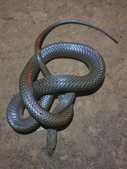 Psammophis longifrons