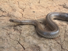Psammophis longifrons
