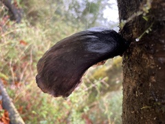 Omphalotus japonicus