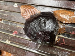 Omphalotus japonicus