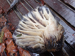 Omphalotus japonicus