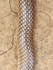 Psammophis longifrons
