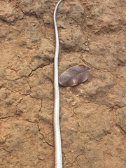 Psammophis longifrons