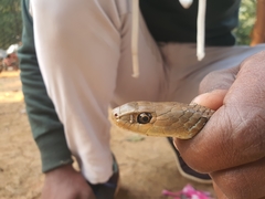 Psammophis longifrons