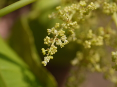 Melicope lunu-ankenda