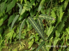 Gardneria multiflora