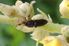 Agriotes ustulatus