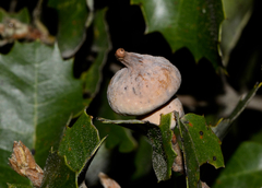 Heteroecus sanctaeclarae