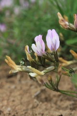 Astragalus corniculatus