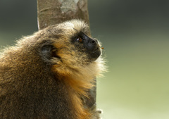 Plecturocebus vieirai