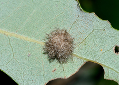 Disholandricus lasius