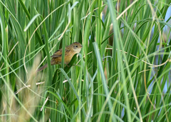Spartonoica maluroides