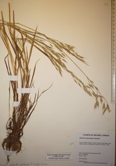 Bromus commutatus