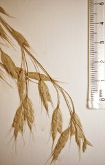 Bromus commutatus