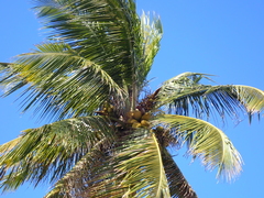 Cocos nucifera