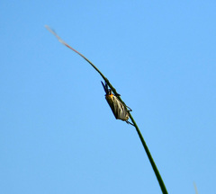 Ctenucha vittigera