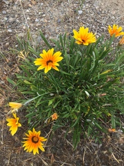 Gazania linearis
