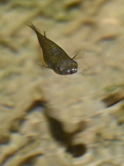 Poeciliidae