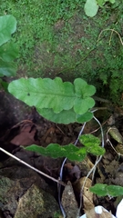 Tectaria zeilanica