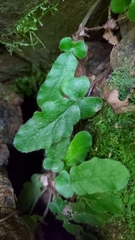 Tectaria zeilanica