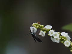 Uranophora terminalis