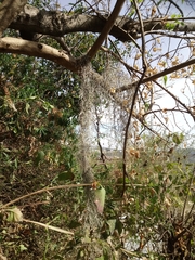 Tillandsia usneoides