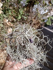 Tillandsia usneoides