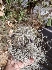 Tillandsia usneoides