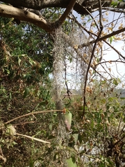 Tillandsia usneoides