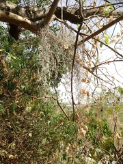 Tillandsia usneoides