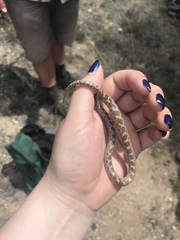 Hypsiglena ochrorhynchus