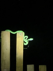 Trimeresurus insularis