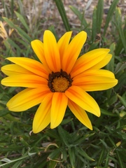 Gazania linearis