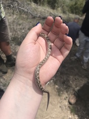 Hypsiglena ochrorhynchus