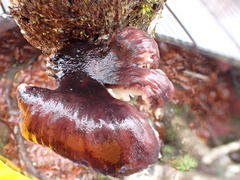 Omphalotus japonicus