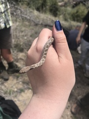 Hypsiglena ochrorhynchus