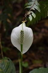 Spathiphyllum wallisii