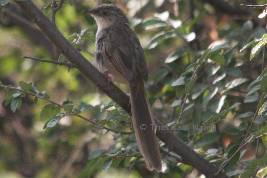 Burmese Prinia