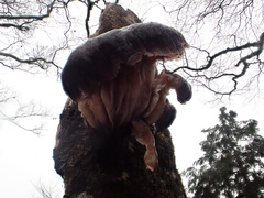 Omphalotus japonicus