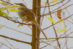 Prinia crinigera