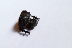 Heliocopris atropos