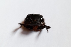Heliocopris atropos