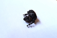 Heliocopris atropos