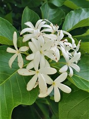 Holarrhena pubescens