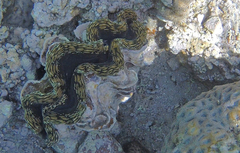 Tridacna squamosa