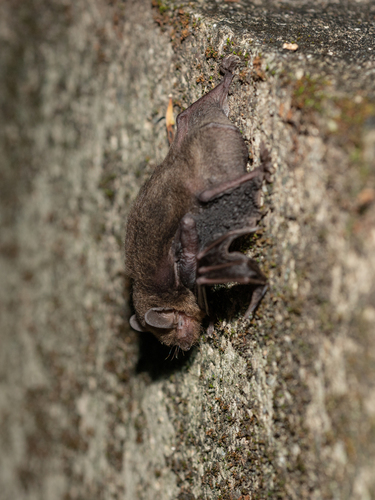 Least Pipistrelle