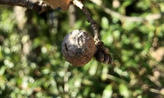 Andricus infectorius