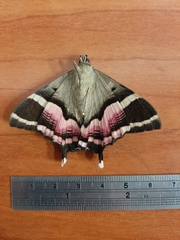 Coronidia rosina