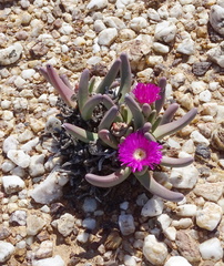 Argyroderma fissum